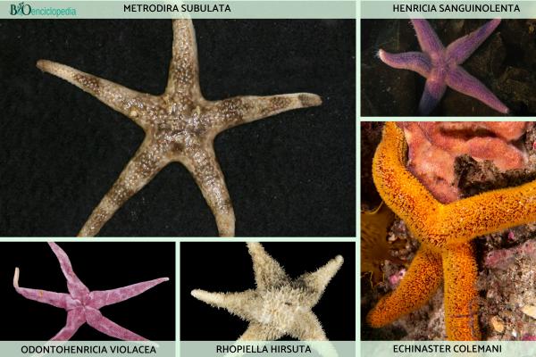 Tipos de estrellas de mar - Spinulosida
