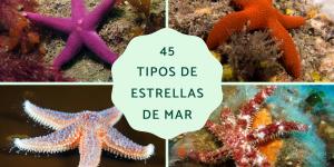Tipos de estrellas de mar