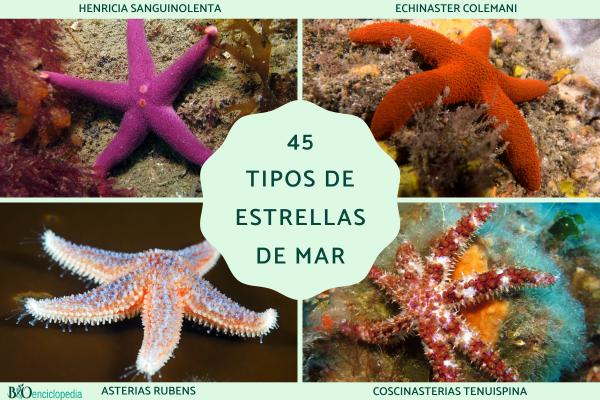 Tipos de estrellas de mar