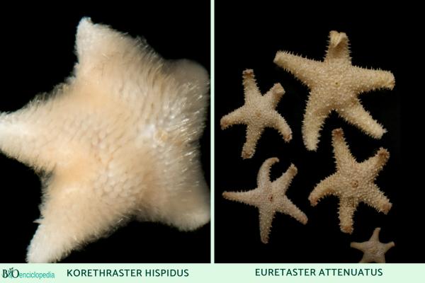 Tipos de estrellas de mar - Velatida