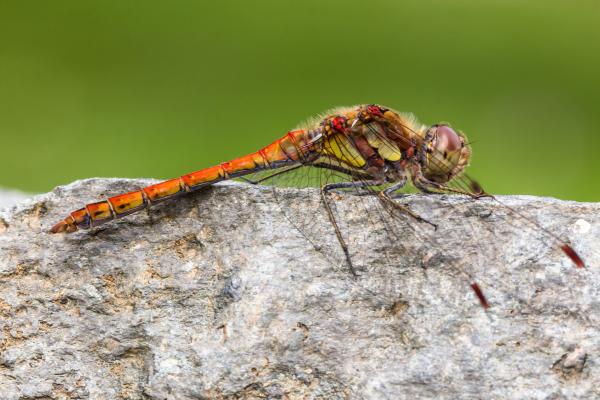Libélula roja o Sympetrum striolatum - Características de la libélula roja