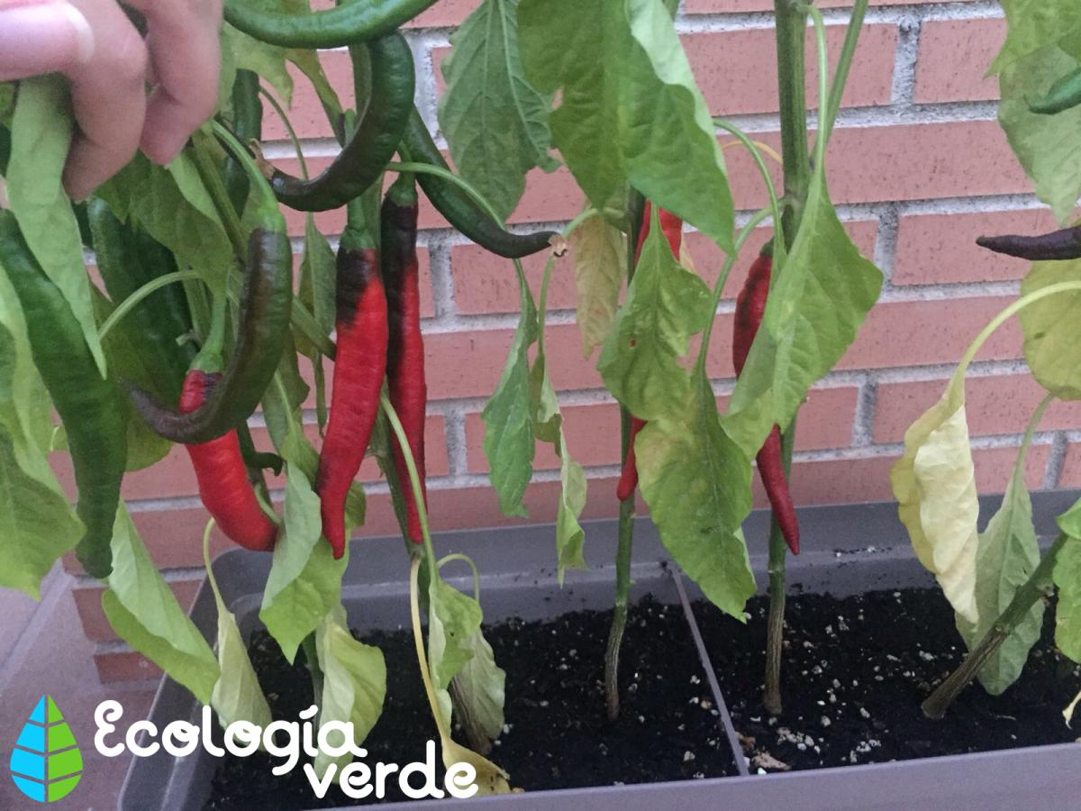 Cómo plantar pimientos