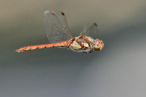 Libélula roja o Sympetrum striolatum - Comportamiento de la libélula roja