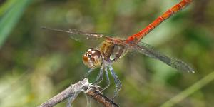 Libélula roja o Sympetrum striolatum