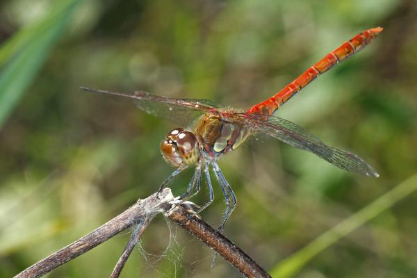 Libélula roja o Sympetrum striolatum