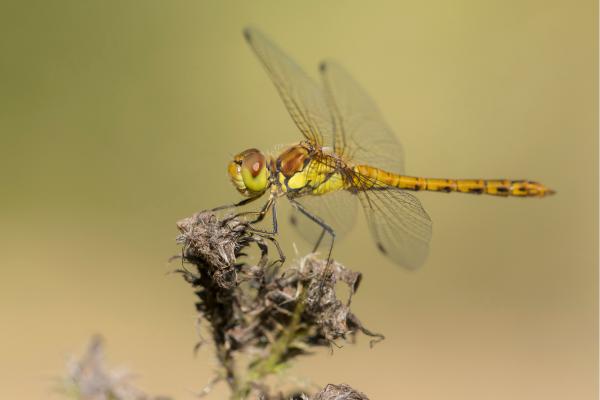 Libélula roja o Sympetrum striolatum - Reproducción de la libélula roja