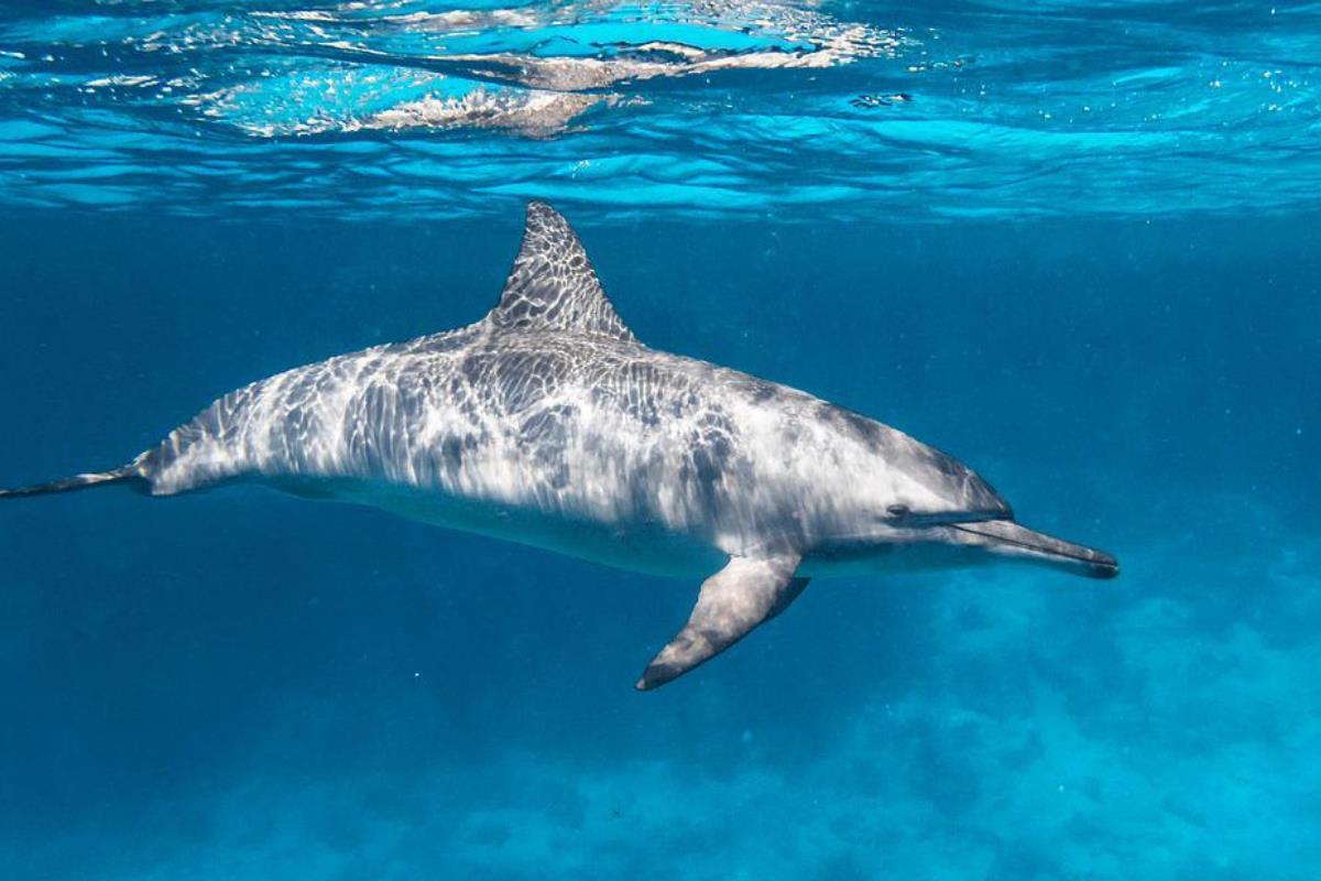 Cómo duermen los delfines