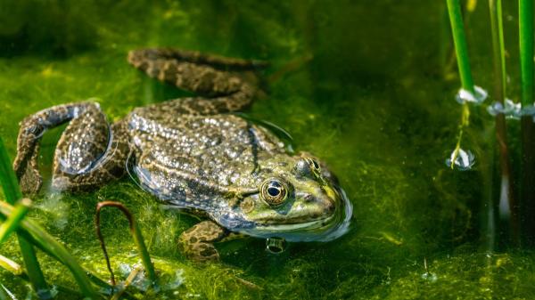 Excavó un pequeño estanque en el jardín para un proyecto escolar y 9 años después se ha convertido en un ecosistema lleno de vida
