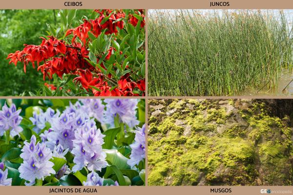 Río Paraná - Flora y fauna del río Paraná