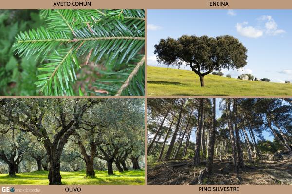 Río Segre - Flora y fauna del río Segre