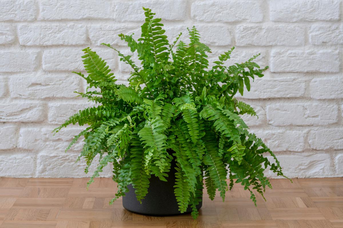 Helechos de interior: tipos, cuidados y cómo regarlos