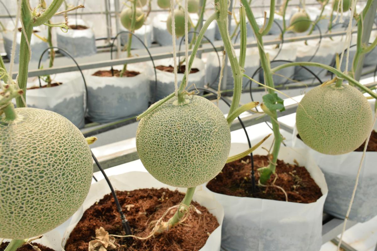 Plantar melones: cuándo y cómo hacerlo