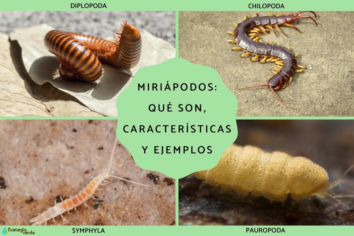 Miriápodos: qué son, características y ejemplos