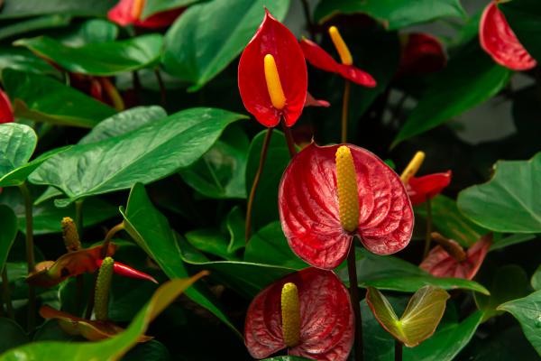 Plantas que atraen el dinero y la buena suerte - Anturio rojo (Anthurium andreanum)
