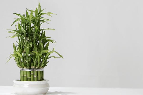 Plantas que atraen el dinero y la buena suerte - Bambú de la suerte (Dracaena sanderiana)