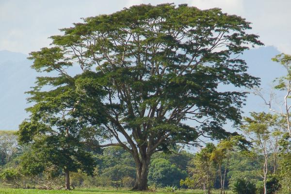 Plantas que atraen el dinero y la buena suerte - Ceiba (Ceiba spp.)