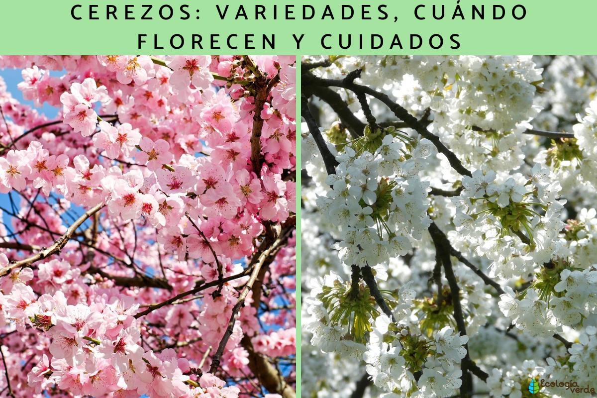 Cerezos: variedades, cuándo florecen y cuidados