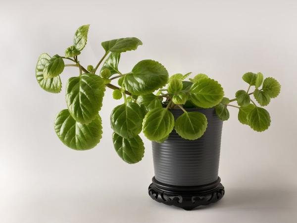Plantas que atraen el dinero y la buena suerte - Millonaria (Plectranthus verticillatus)