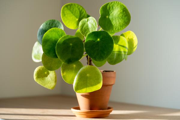 Plantas que atraen el dinero y la buena suerte - Planta china del dinero (Pilea peperomioides)