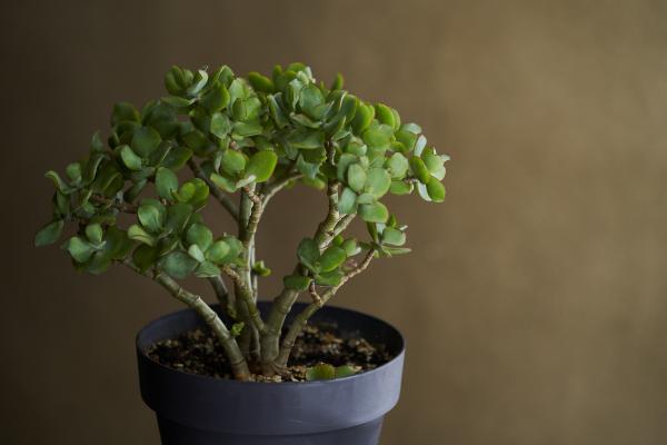 Plantas que atraen el dinero y la buena suerte - Planta de jade (Crassula ovata)