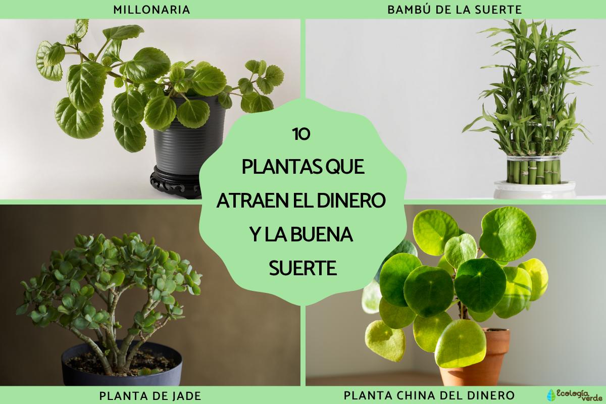 Plantas que atraen el dinero y la buena suerte