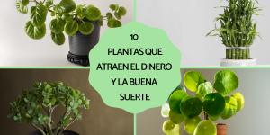 Plantas que atraen el dinero y la buena suerte