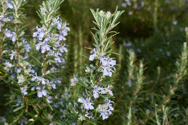 Plantas que atraen el dinero y la buena suerte - Romero (Rosmarinus officinalis)