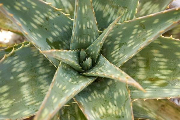 Plantas que atraen el dinero y la buena suerte - Sábila (Aloe spp.)