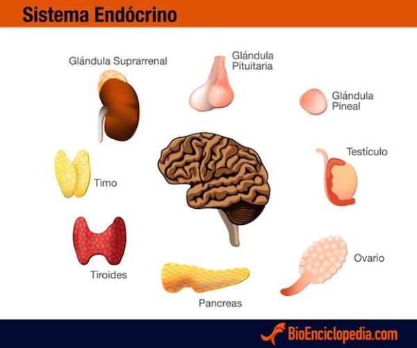 Sistema Endocrino