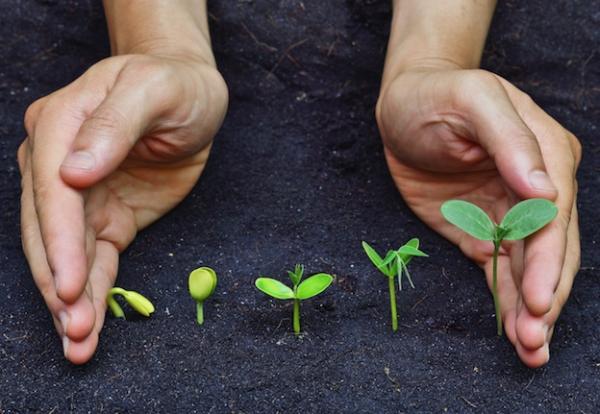 Sistema Endocrino - Sistema endocrino en plantas