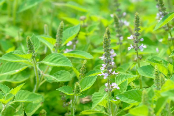 Plantas que atraen el dinero y la buena suerte - Tulsi o albahaca sagrada (Ocimum tenuiflorum)