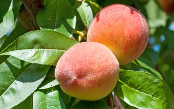 Duraznero - Características del durazno