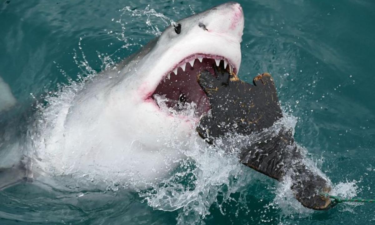 Los animales marinos más peligrosos del mundo