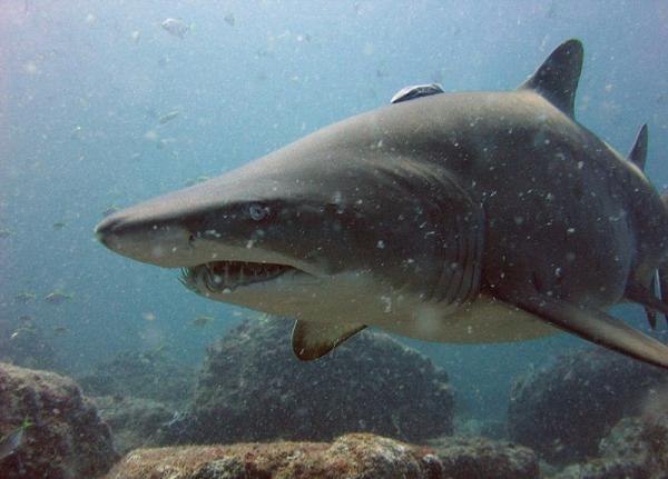 Los animales marinos más peligrosos del mundo - Tiburón toro