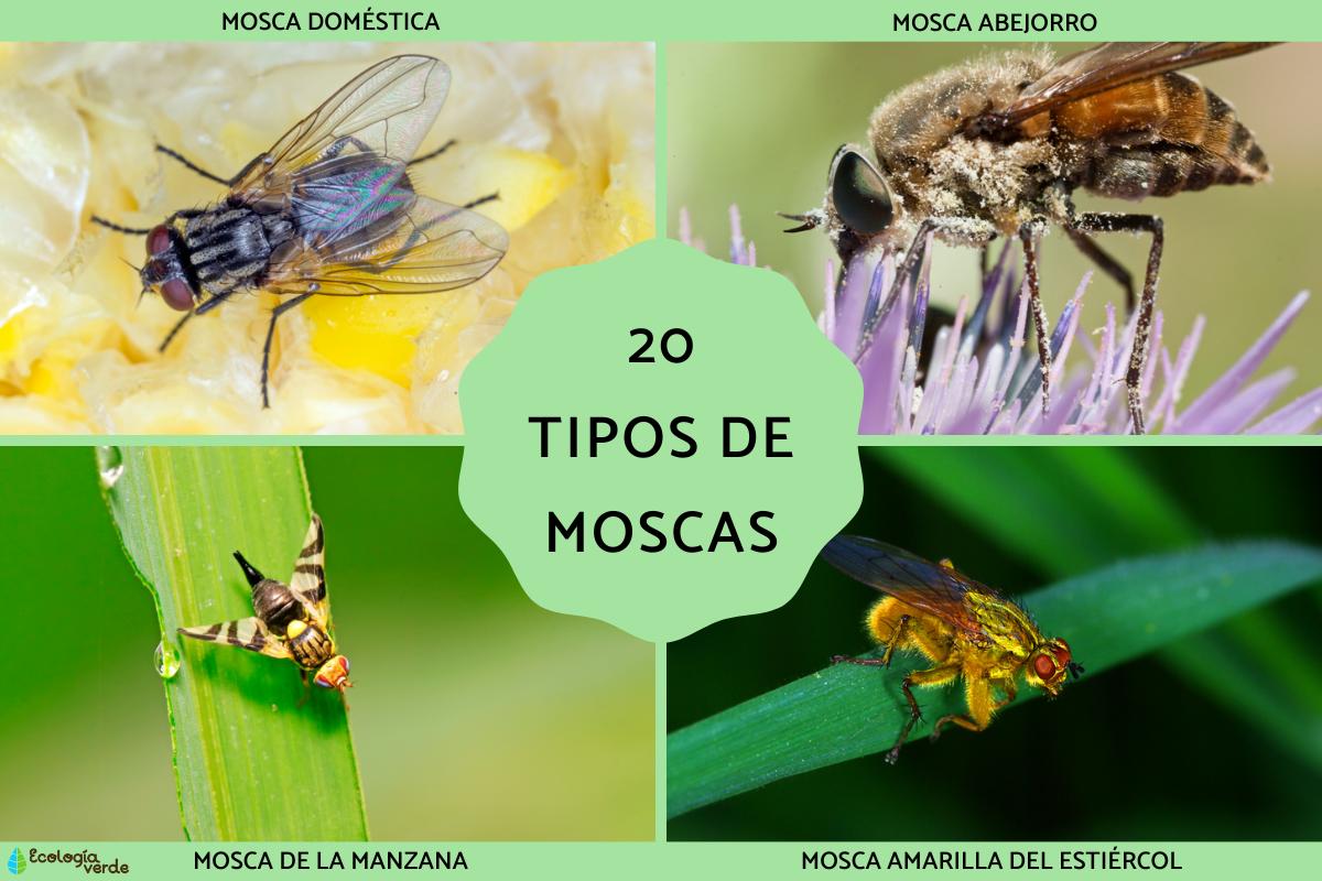 Tipos de moscas