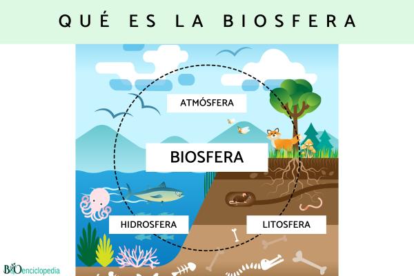 Biosfera: qué es, características y capas