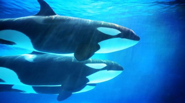 Las orcas empiezan a comerse entre ellas y los científicos creen que podría estar naciendo otra especie - Dos tipos de orcas que casi no se mezclan