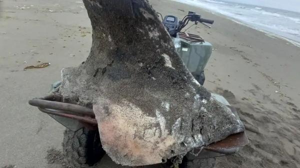 Las orcas empiezan a comerse entre ellas y los científicos creen que podría estar naciendo otra especie - El extraño hallazgo en una playa de la isla de Bering