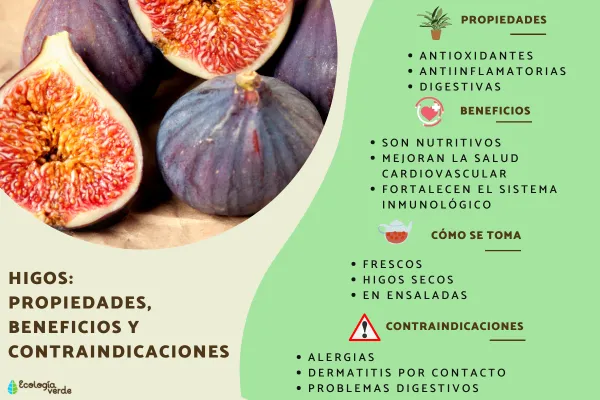higo tinto l-carnitina contraindicaciones Higos: propiedades, beneficios y Tuno canarias higo tinto l-carnitin