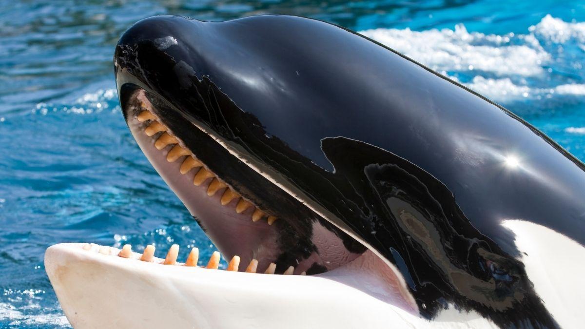 Las orcas empiezan a comerse entre ellas y los científicos creen que podría estar naciendo otra especie