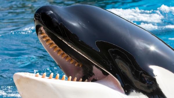 Las orcas empiezan a comerse entre ellas y los científicos creen que podría estar naciendo otra especie