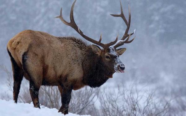 Ciervo - Descripción y características del ciervo