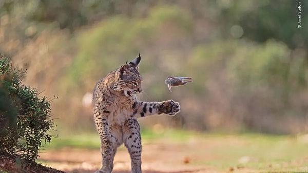 Así es el primer mes de un lince ibérico: el vídeo de Parques Nacionales (OAPN) que enseña cómo revisan a los cachorros - El papel del OAPN en la recuperación del lince ibérico