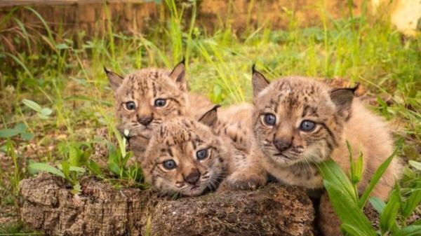 Así es el primer mes de un lince ibérico: el vídeo de Parques Nacionales (OAPN) que enseña cómo revisan a los cachorros - Qué ocurre después del primer mes de vida de los cachorros de lince