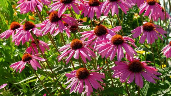 Rudbeckia: la planta que parece una margarita, resiste el calor y alegra el jardín durante meses - Cómo usarla para decorar el jardín: ideas fáciles y muy vistosas