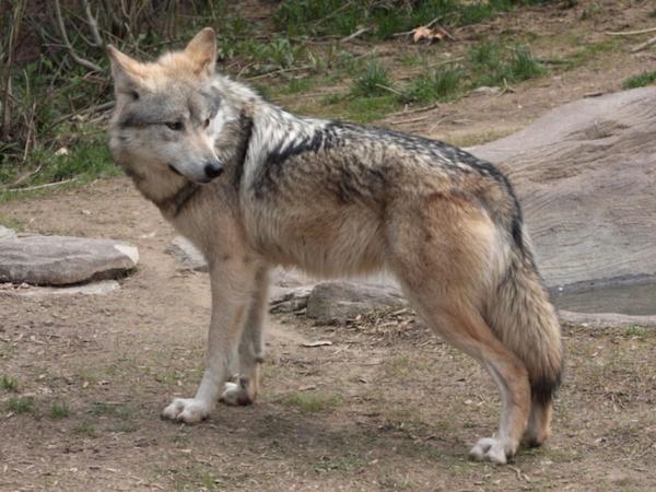 Lobo mexicano - Descripción