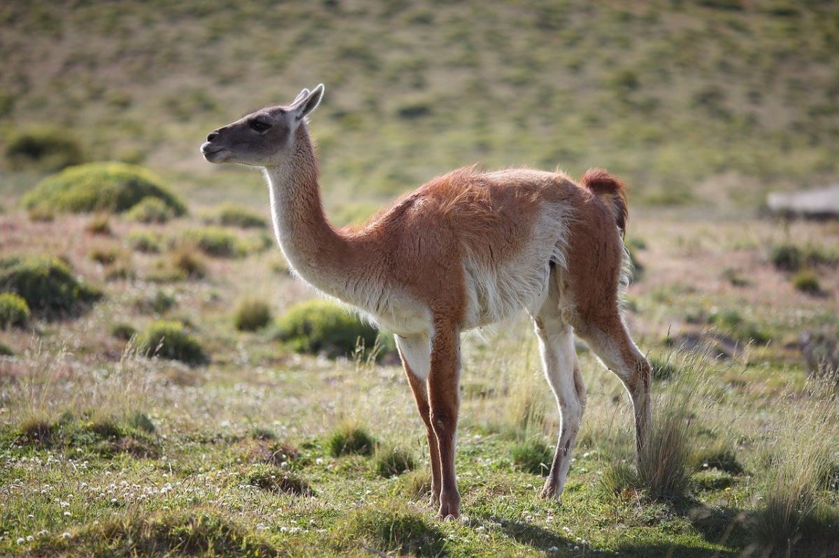 Guanaco: características, alimentación y reproducción