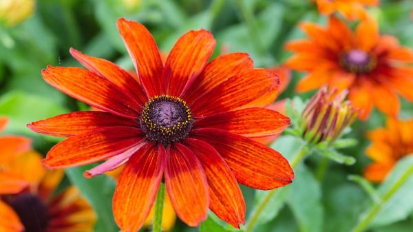 Rudbeckia: la planta que parece una margarita, resiste el calor y alegra el jardín durante meses - Las distintas variedades de rudbeckia que existen