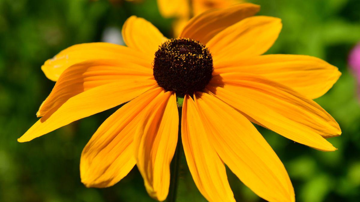 Rudbeckia: la planta que parece una margarita, resiste el calor y alegra el jardín durante meses