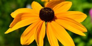 Rudbeckia: la planta que parece una margarita, resiste el calor y alegra el jardín durante meses